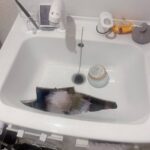 レス18番の画像1