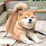 レス1番の画像3