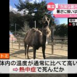 レス1番のリンク先のサムネイル画像