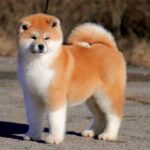 レス1番の画像9