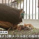 レス1番の画像5