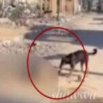 レス1番のリンク先のサムネイル画像