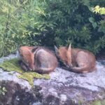 レス1番のリンク先のサムネイル画像