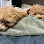 レス40番の画像1