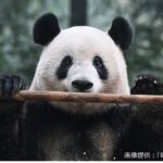 レス1番の画像6