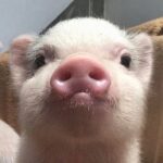 レス1番の画像8