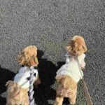 レス5番のリンク先のサムネイル画像