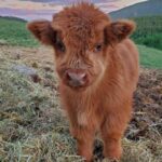 レス1番の画像6