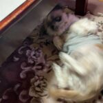 レス11番の画像1