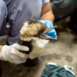 レス1番のリンク先のサムネイル画像