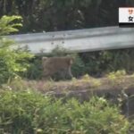 レス1番のリンク先のサムネイル画像