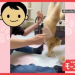 レス1番のリンク先のサムネイル画像