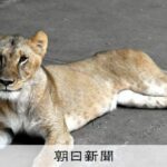 レス1番のリンク先のサムネイル画像