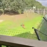 レス2番のリンク先のサムネイル画像